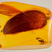 Ravinklusion Zs Pmax