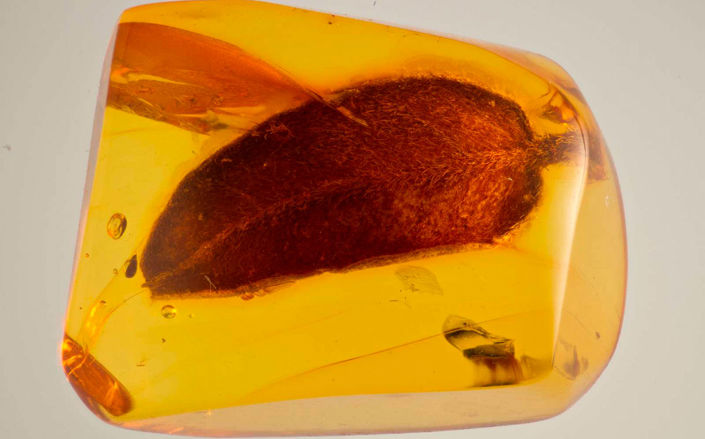 Ravinklusion Zs Pmax